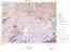 [thumbnail of carte 031O]